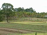 Cocos plantation